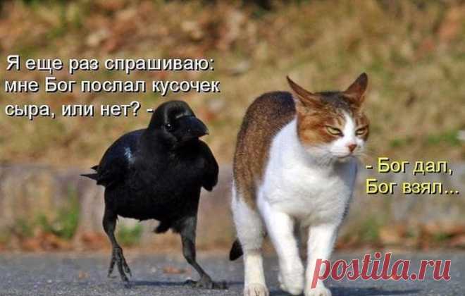 Памятка женщинам: если ты хочешь, чтоб мужчина встал на колени — разденься и встань на четвереньки