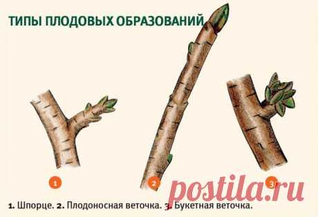 Обрезка сливы — раскрываем все секреты | 6 соток