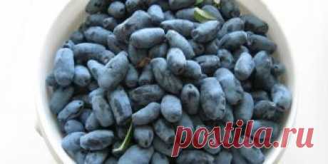Жимолость - полезные свойства и противопоказания, вкус ягод и состав, применение в народной медицине Имеет жимолость – полезные свойства и противопоказания, поэтому нужно правильно ее использовать. Подробная информация и рецепты помогут вылечить недуг, не нанеся вреда здоровью