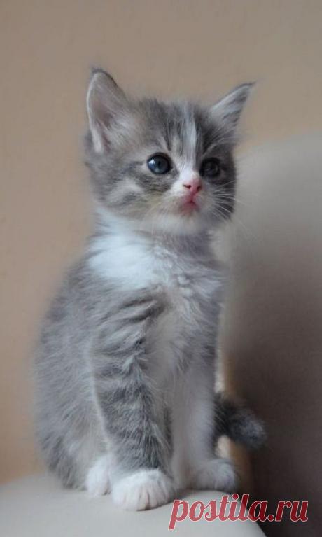 CUTE LITTLE KITTEN THAT WILL WARM YOUR HEART-MEET SMALL FRY