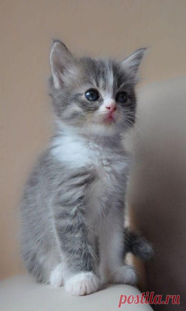 CUTE LITTLE KITTEN THAT WILL WARM YOUR HEART-MEET SMALL FRY