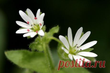 Мокрица — лекарственный синоптик. Звездчатка. Полезные свойства. Фото - Ботаничка.ru