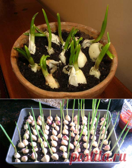Больше чеснок не покупаю — домашнего хватает на весь год! Секрет выращивания крупного чеснока на подоконнике. - Страница 3 из 3