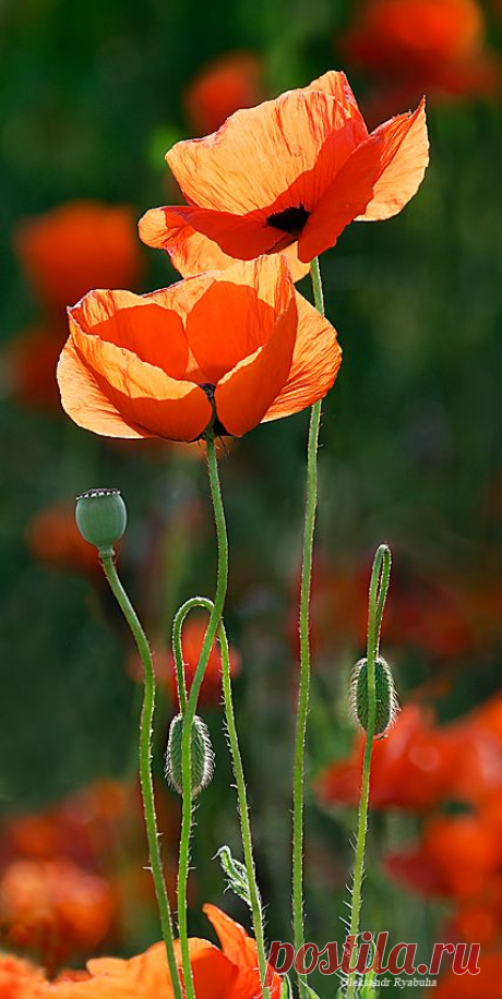 Poppies (by O. Ryabuba).   |   Pinterest • Всемирный каталог идей