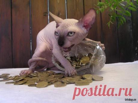 Приколы с котами (30 фото)