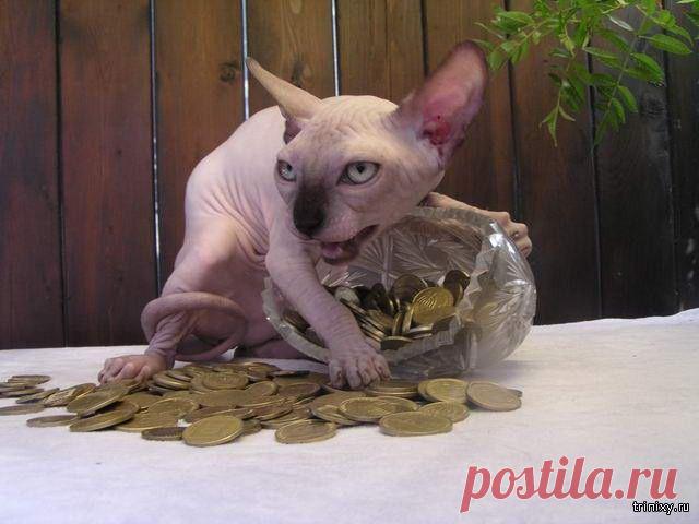 Приколы с котами (30 фото)