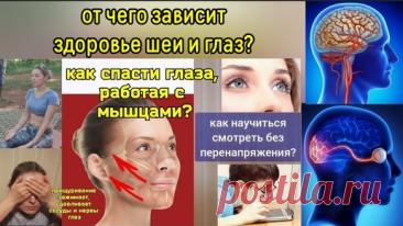 Сонная артерия шеи кормит глаза через глазную артерию. Упражнения для улучшения зрения | Причины Здоровья | Дзен