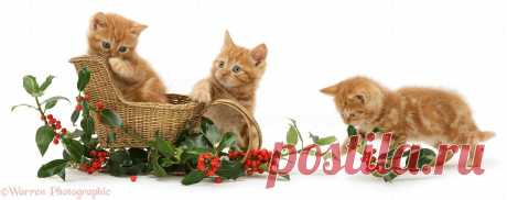 Ginger kittens with a festive sledge and holly photo - WP14544