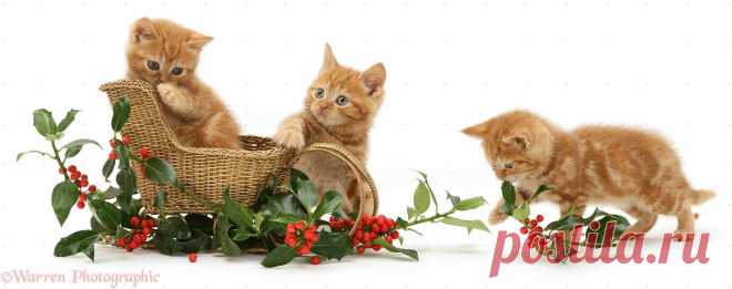 Ginger kittens with a festive sledge and holly photo - WP14544