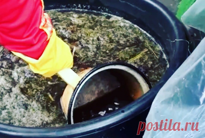 Сад и огород в Instagram: «Рецепт удобрения, пользуюсь уже года четыре. Очень здорово!  Много лет назад в моде были японские бактерии, у нас это