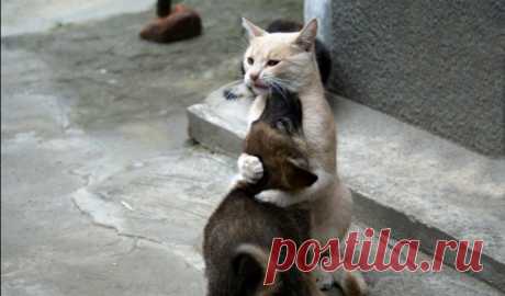 50 фото животных, которые заставят вас улыбаться - Urapress.com