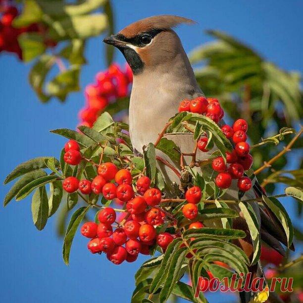 Автор фото: Wall Mika