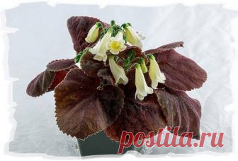 Смитианта -Smithiantha Ktze Семейство: Геснериевые - Gesneriaceae Родина: горные леса Гватемалы и Мексики Легкость выращивания: Для имеющего небольшой опыт Освещение: Яркий свет Влажность воздуха: Высокая Известно около ста видо…