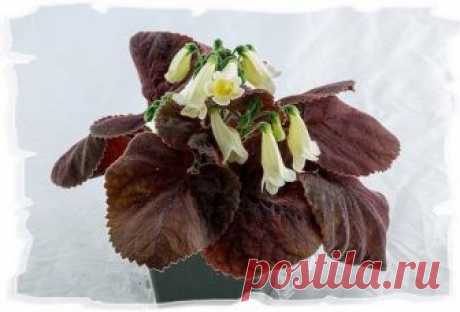 Смитианта -Smithiantha Ktze Семейство: Геснериевые - Gesneriaceae Родина: горные леса Гватемалы и Мексики Легкость выращивания: Для имеющего небольшой опыт Освещение: Яркий свет Влажность воздуха: Высокая Известно около ста видо…