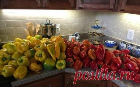 Советы бывалых огородников по выращиванию перца

1. Если на растениях перца в начале лета завязалось несколько плодов и после этого прекратилось цветение, то данные плоды необходимо отщипнуть. После такой процедуры наши растения цвести начнут с удвоенной энергией, а к концу сезона дадут нам просто грандиозный урожай.

2. Корни перца любят приток воздуха, который можно обеспечить частым рыхлением почвы и не допусканием образования почвенной корки.

3. Высадив растения в отк...