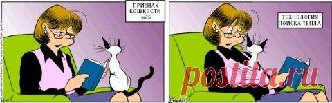 Признаки кошкости: 20 лет самому крутому комиксу о котиках