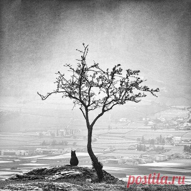 Коты и собаки в работах фотомастеров от классиков до современников | Cameralabs | Яндекс Дзен