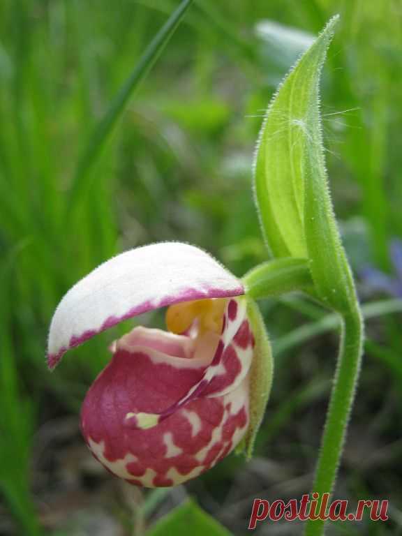 Цветы Прибайкалья. Венерин башмачок.