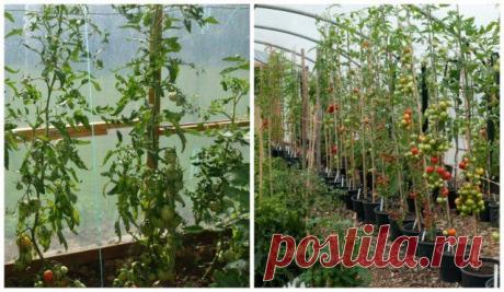 Какие бывают томаты: классификация видов, групп и сортов