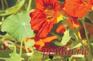 «Ёршик» для сосудов. Какие продукты помогут снизить уровень холестерина | Здоровая жизнь | Здоровье | Аргументы и Факты