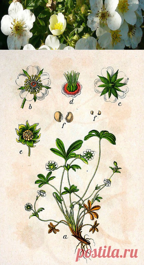 Лапчатка белая при щитовидке