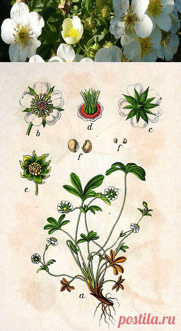 Лапчатка белая при щитовидке