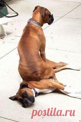 Иногда счастье сваливается так неожиданно, что не успеваешь отскочить в сторону)