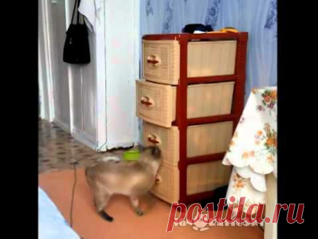 Curiosity and Perseverance / Любопытство до добра не доведет. - YouTube