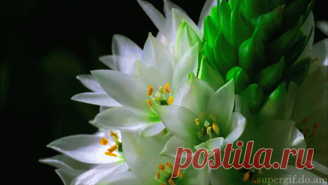 9048174.gif (660×371)
