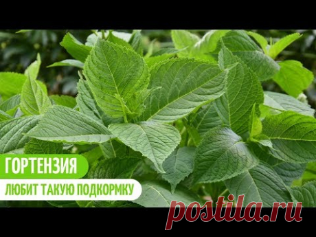 ГОРТЕНЗИЯ. ПРОВЕРЕННЫЕ ПОДКОРМКИ ДЛЯ ПЫШНОГО ЦВЕТЕНИЯ. Мои цветы. Мой опыт.