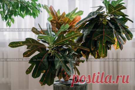 Green codiaeum houseplant close up, window with light tulle curtains on background Стоковое фото, фотограф Ilaronsia / Фотобанк Лори