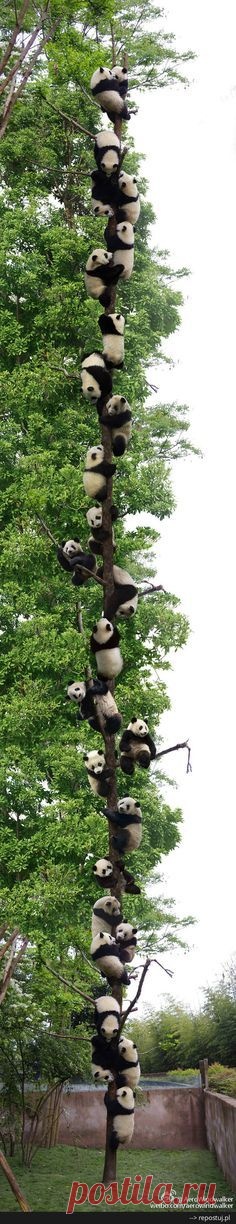 Pinterest