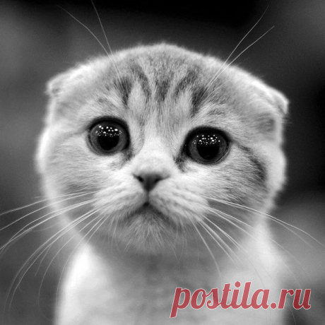 Котики - муркотики