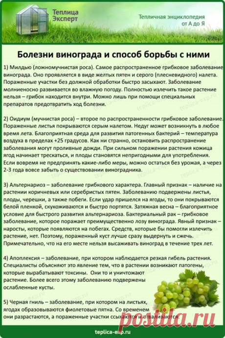 Болезни винограда и способы борьбы с ними