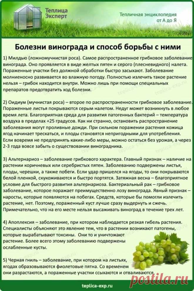 Болезни винограда и способы борьбы с ними
