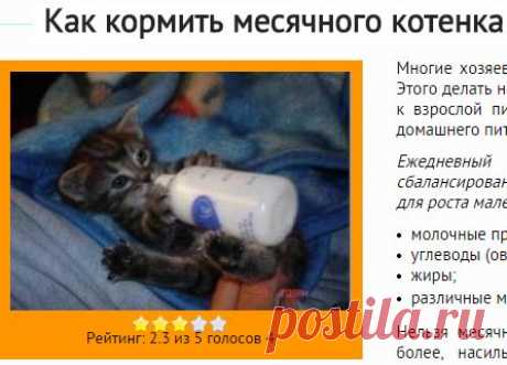 Как кормить месячного котенка