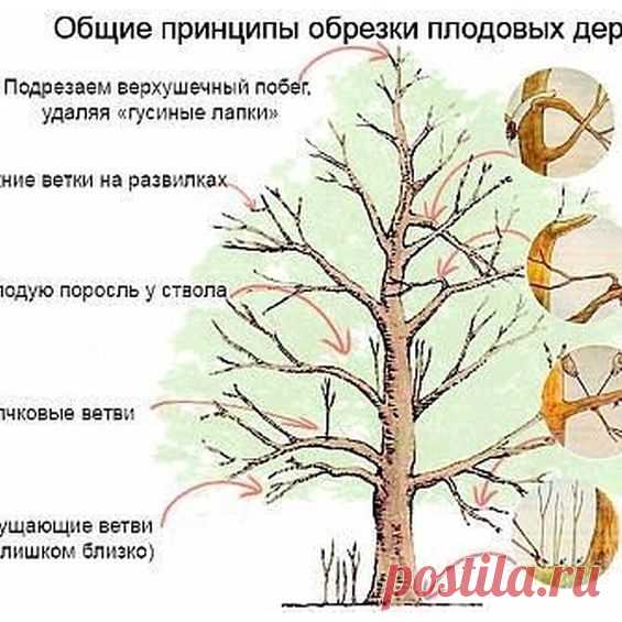 Вы спрашивали: Осенью не смогли провести обрезку старых яблонь. Когда можно приступить к этой работе?
⠀
Отвечаем. Время весенней обрезки зависит от погодных условий. Обычно к этой серьезной работе приступают, когда дневная температура поднимается выше 0 градусов (+7...+10 градусов). В средней полосе это конец марта — начало апреля. При обрезке вначале удаляют поврежденные и больные ветки или те, что переплетаются, загущают крону внутри дерева, так как при сильно загущенной...