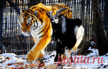 Необыкновенная дружба тигра Амура и козла Тимура &amp;raquo; Женский Мир