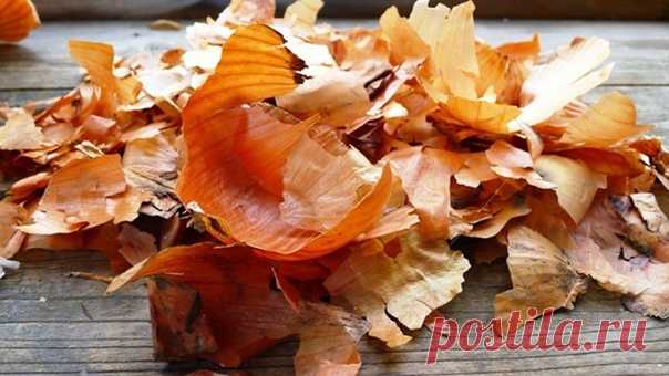 Луковая шелуха - клад для дачников 

Мы порой проходим мимо старых и проверенных средств повышения урожая или борьбы с вредителями и болезнями.

Луковая шелуха — один из резервов повышения урожайности. Её отвар содержит полный набор таблицы Менделеева: кальций, калий, марганец, магний, железо, медь, селен, хром, бор, медь и т.д. Шелуха убивает патогенную микрофлору в почве, одновременно подкармливает растение микроэлементами. Действует на растения, как настойка женьшеня на...