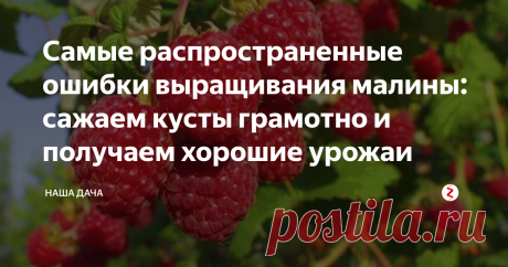Самые распространенные ошибки выращивания малины: сажаем кусты грамотно и получаем хорошие урожаи Под осень можно сажать практически все виды плодово-ягодных кустов: смородину, крыжовник, жимолость, кизил. Малина - не исключение. За время до холодов кусты хорошо укоренятся, по весне вы их обрежете, и уже на следующий сезон будете собирать первые ягоды.
Как и, главное, когда сажать малину, чтобы «не наломать» дров? \