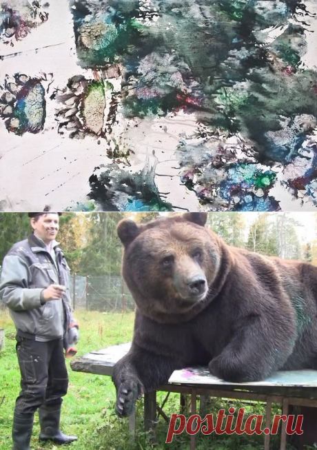 Медведь в Финляндии рисует картины и зарабатывает на спасение медвежат