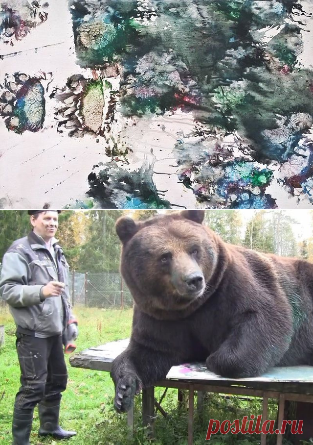 Медведь в Финляндии рисует картины и зарабатывает на спасение медвежат