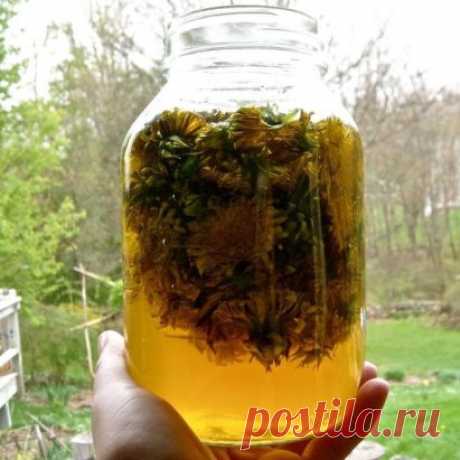 Самое мощное масло быстро устранит боли в суставах, шее, артрит, подагру, кисты в груди, головные боли и не только!
Одна из причин, почему я так люблю весну, — яркие, солнечные личики цветов одуванчика на фоне свежей зеленой травы. Проснувшиеся пчелы обожают одуванчики, собирают нектар с желтых соцветий, наполняя воздух счастливым жужжанием.
Моя семья тоже любит эти яркие цветы: каждую весну мы вместе собираем их для приготовления лекарственных средств и вкусных блюд. Одуванчики можно есть сыр