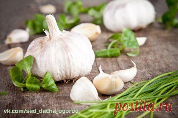 Чесночный ликер от кучи болезней В прозрачную бутылку положить 12 зубчиков чеснока, каждый разделенный на 4 части. Залить тремя стаканами красного вина. Закрыть и поставить на окно, на солнце на две недели. Каждый день взбалтывать 2 - 3 раза.