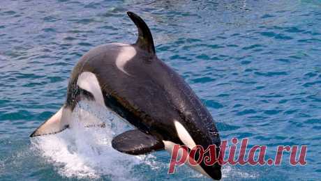 В бухтах Магадана косатки стали чаще обращать внимание на лодки рыбаков. В Магадане из-за миграции рыбы стали чаще замечать косаток. Об этом сообщает РИА Новости со ссылкой на руководителя Магаданского филиала ВНИРО Евгения Метелева. Местные жители обратили внимание на то, что особи этого вида стали чаще ...