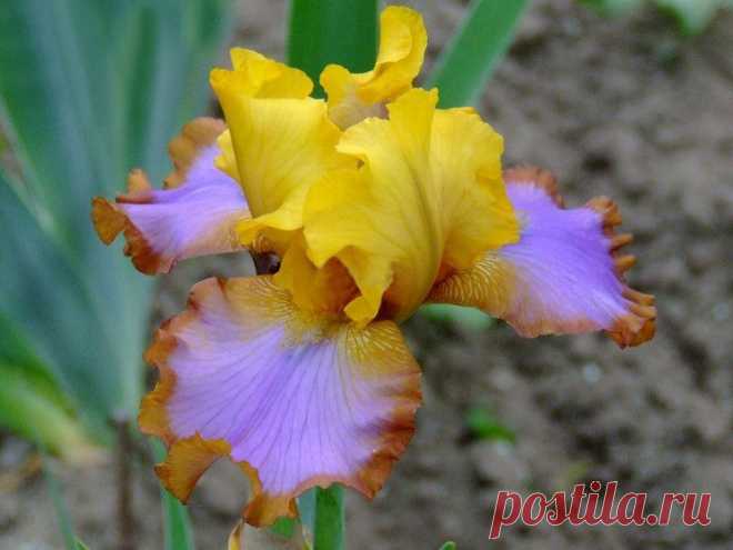 Ирис Brown Lasso (Браун Лассо)