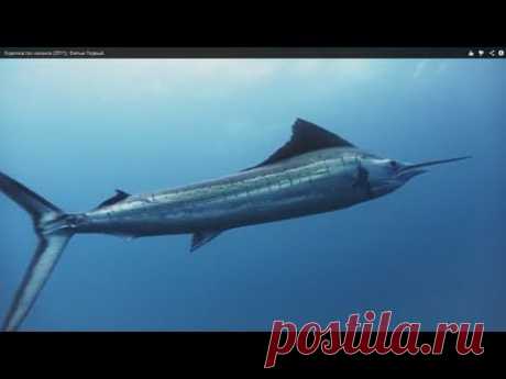 &gt;Королевство океанов (2011). Фильм Первый.