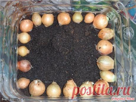 ЛУКОВЫЙ ДОМИК...