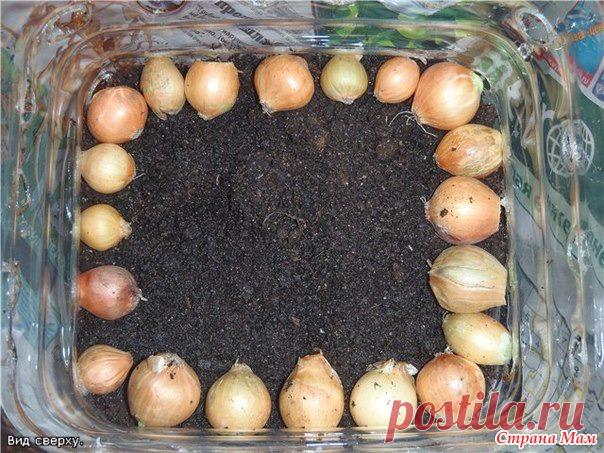 ЛУКОВЫЙ ДОМИК...