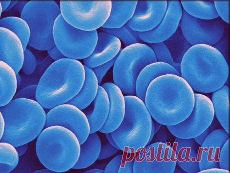 Почему аристократов называли «голубой кровью» Неужели не у всех людей она красная?